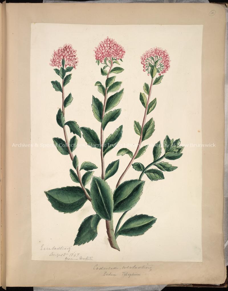 Sedum telephium