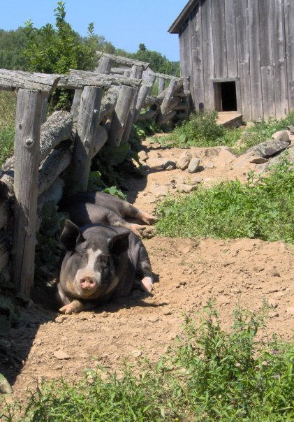 Pigs Kings Landing