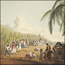 Slaves harvesting sugarcane