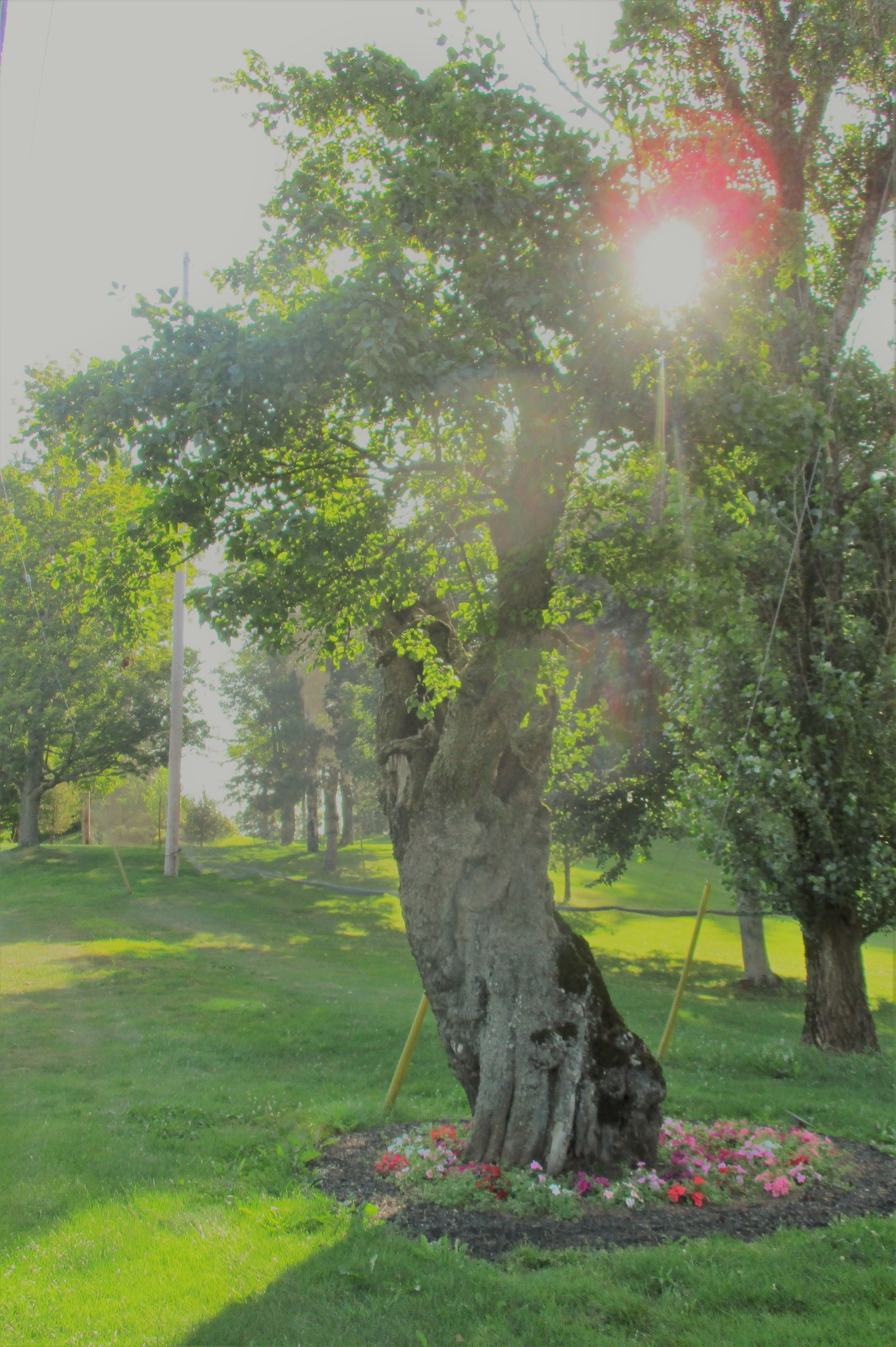 Bishop pear tree