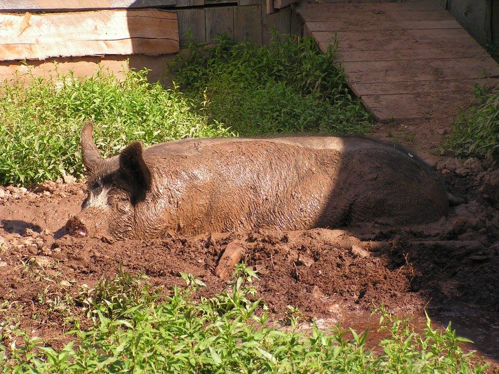 pig in mud