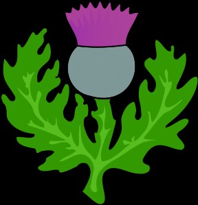 thistle